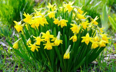 Gedanken zu Ostern von Superintendent Michael Mertins: Ostern 2023 – das Fest der Hoffnung auf Leben