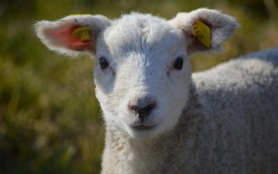  „Echt Schaf!“ – Kirche Kunterbunt im Gemeindehaus Dankersen